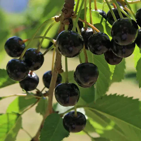 Čerešňa Veľká čierna chrupka plody detail