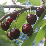 Čerešňa Veľká čierna chrupka plody detail 