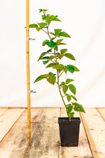 černica Arapaho rubus fruticosus kontajner OKCARAK