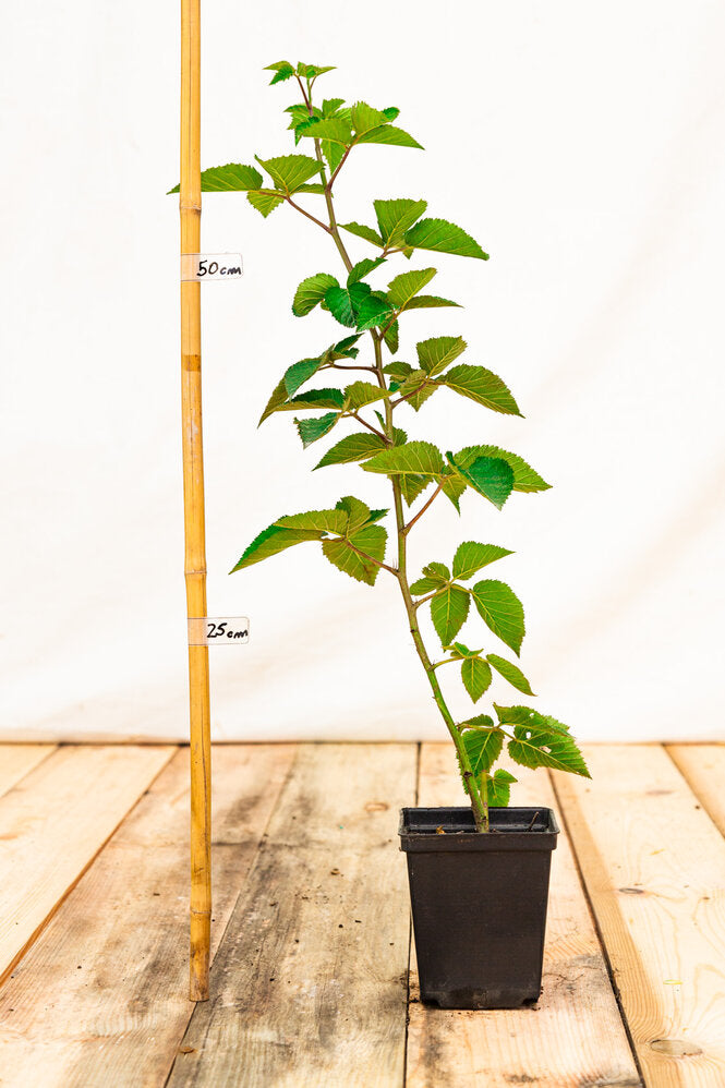 černica Arapaho rubus fruticosus kontajner OKCARAK