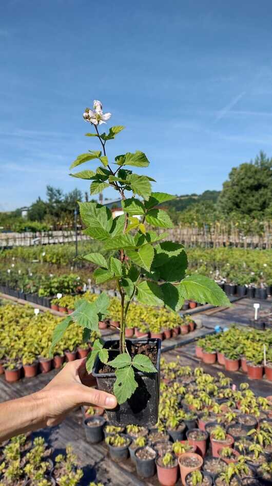 černica Arapaho rubus fruticosus kontajner OKCARAK