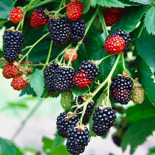 černica Triple crown Rubus fruticosus