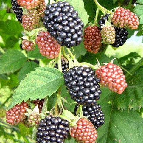 černica Čačanská beztrnna rubus fruticosus