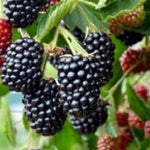 černica Čačanská beztrnna rubus fruticosus