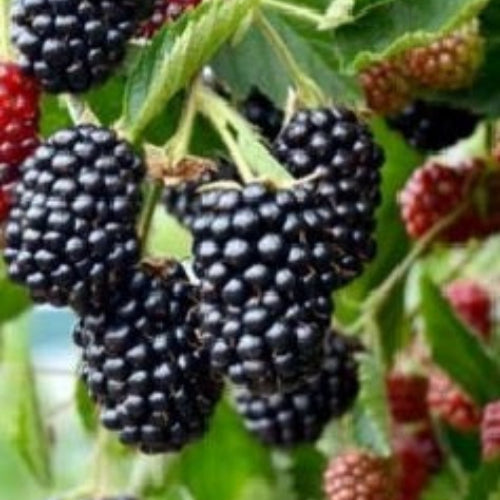 černica Čačanská beztrnna rubus fruticosus