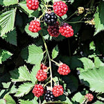 černica dima rubus fruticosus plody