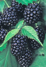 černica dirksen rubus fruticosus