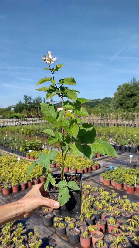 černica Triple crown Rubus fruticosus  kontajner 	
OKCTRICK