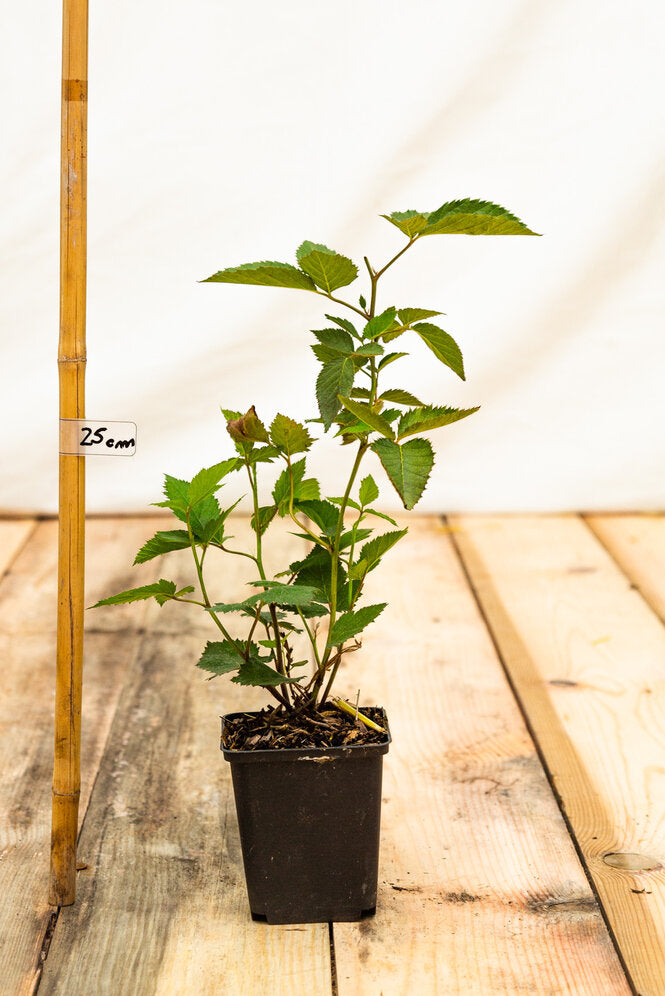 černica Triple crown Rubus fruticosus  kontajner 	
OKCTRICK