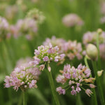 Allium senescens cesnak sivkastý jedlé kvety 	
TKBALLSENK