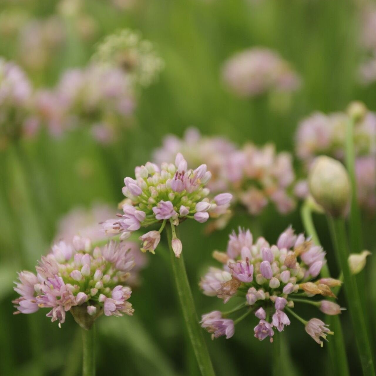 Allium senescens cesnak sivkastý jedlé kvety 	
TKBALLSENK