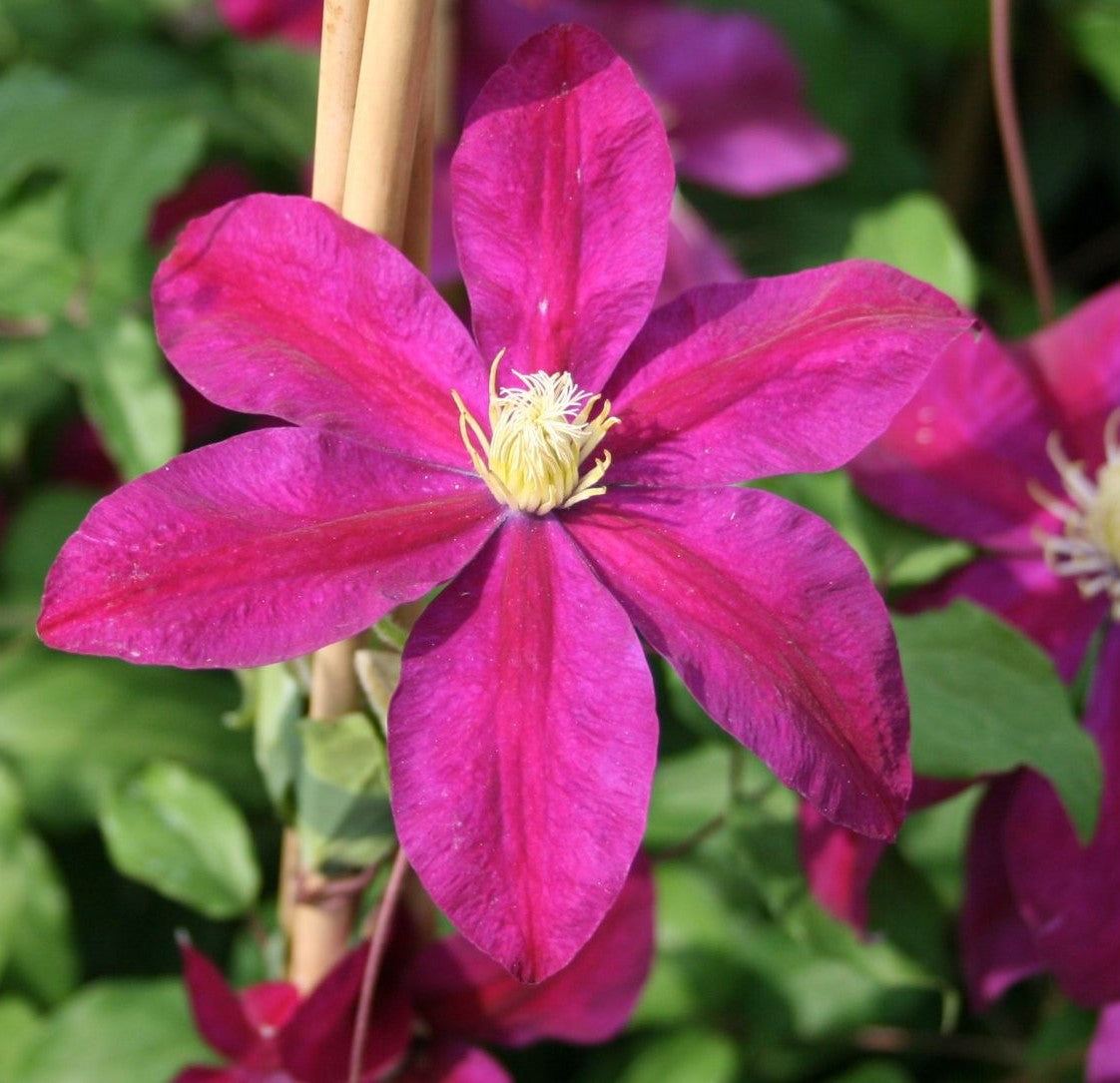 Plamienok Sunset detail kvet