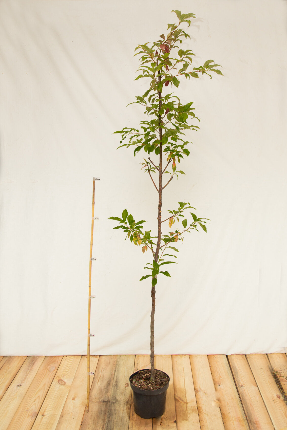 cremcha obyčajná prunus adus kontajner