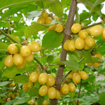 drieň Jantarnyj cornus mas žlté plody