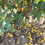 drieň Jantarnyj žlté plody