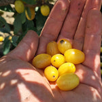 drieň Jantarnyj žlté plody