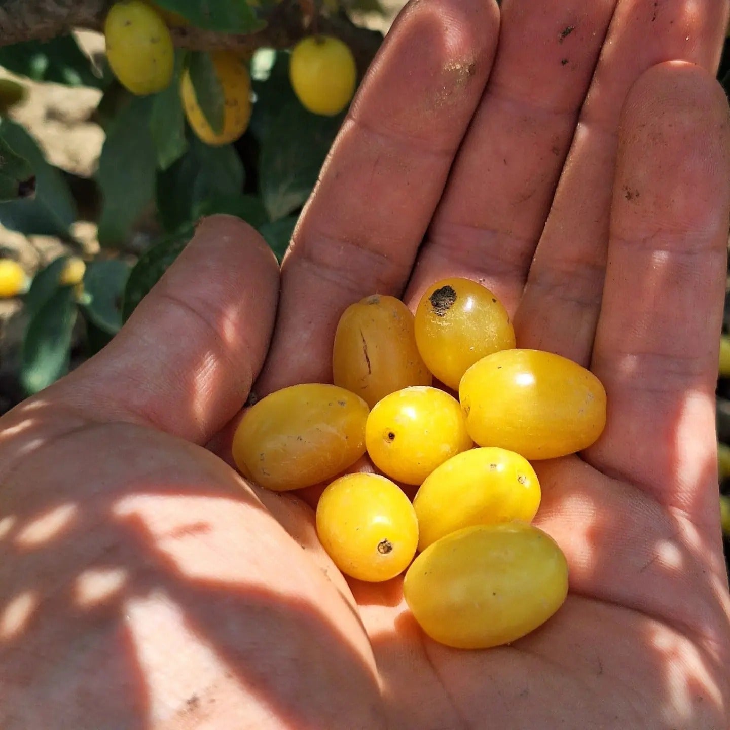 drieň Jantarnyj žlté plody