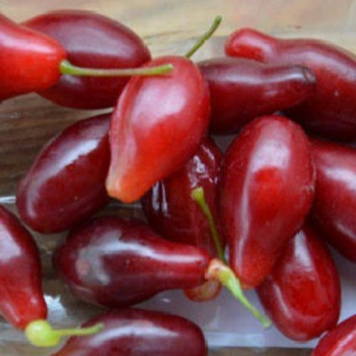 drieň kostia cornus mas veľké červené plody