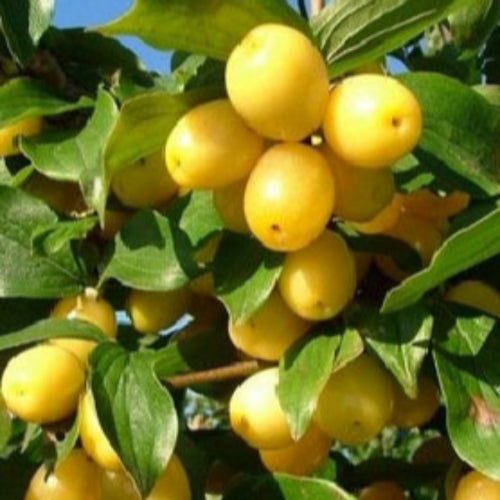 drieň Lutea cornus mas žlté guľovité plody