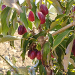 drieň Swietlana cornus mas červené plody