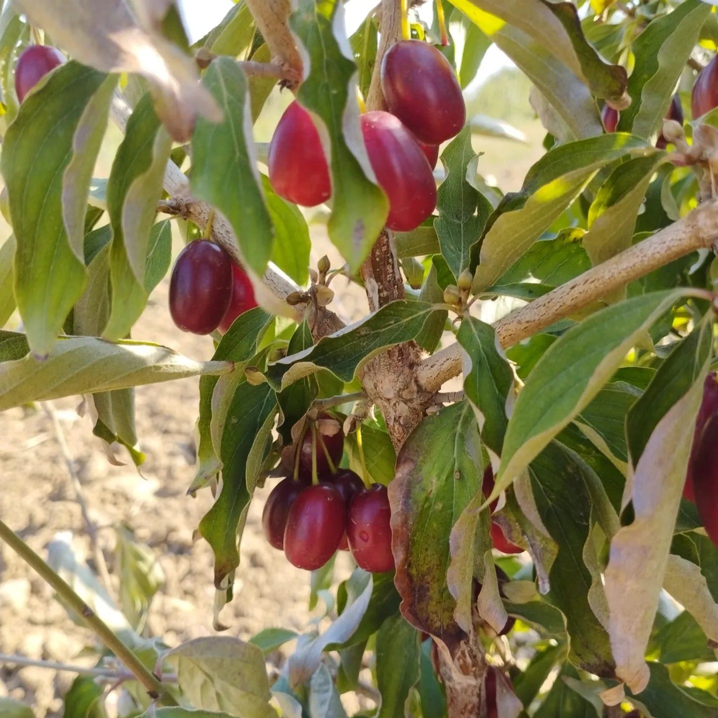 drieň Swietlana cornus mas červené plody