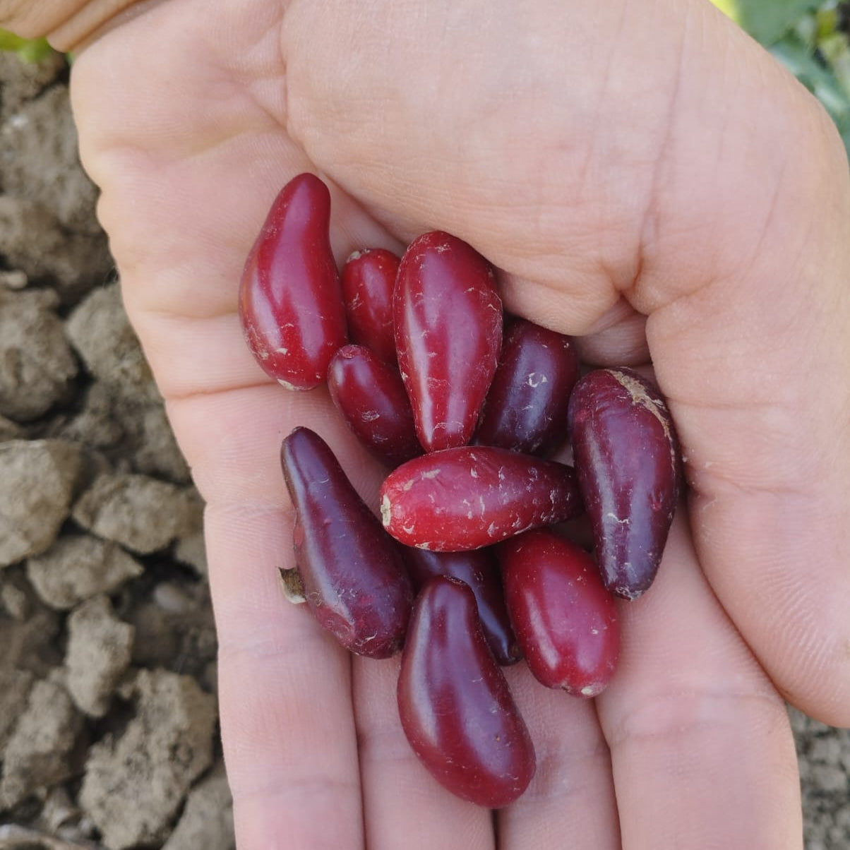 drieň Elegantnyj plody 