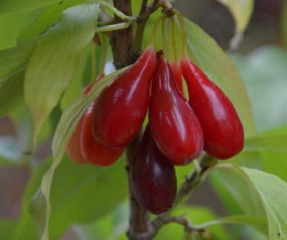 drień Kazanlak cornus mas veľké červené plody