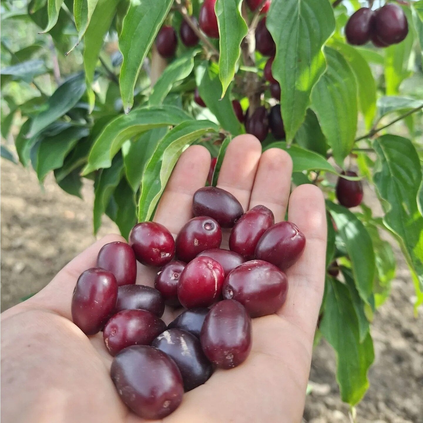 drień Kazanlak cornus mas veľké červené plody v dlani