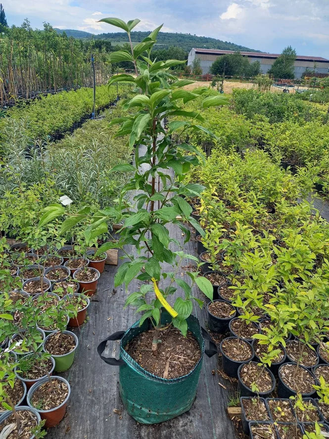 Drieň Lutea airpot arbotaška strom