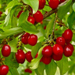 drieň obyčajný krík červené plody