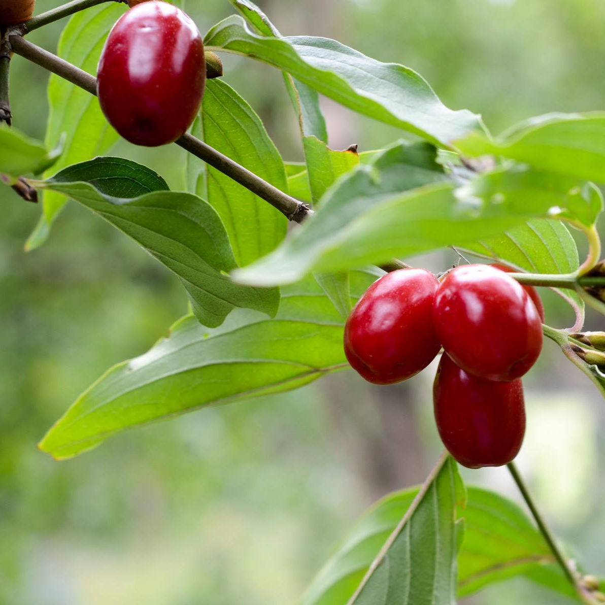 drieň obyčajný plody 