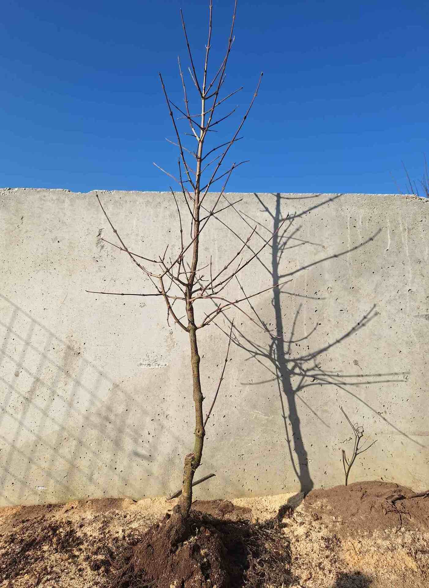 drieň obyčajný semenáč