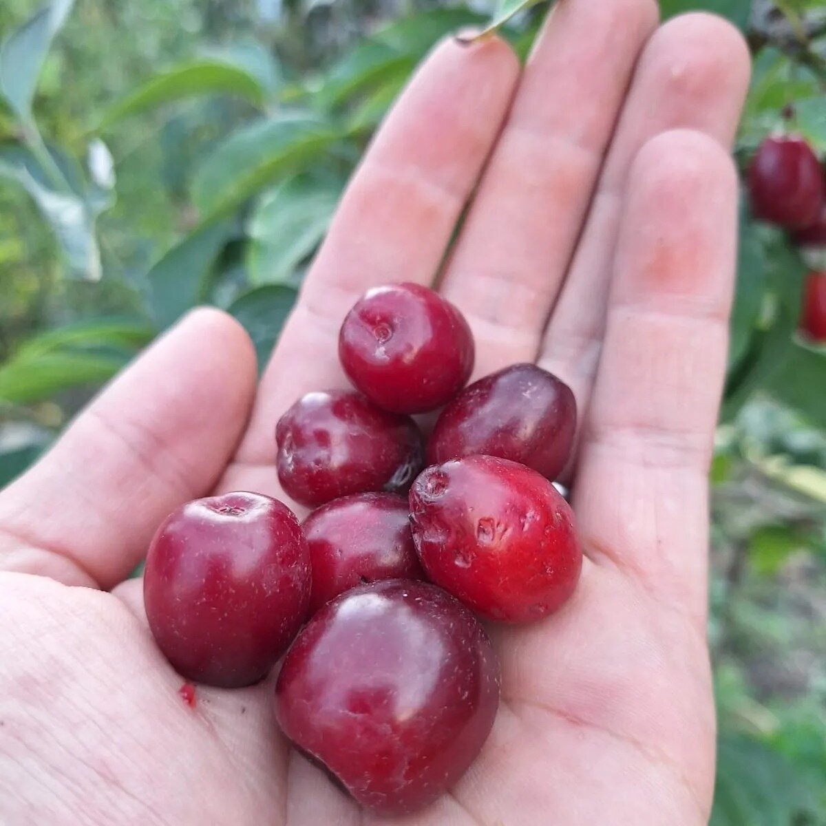 drieň Shan cornus mas červené plody