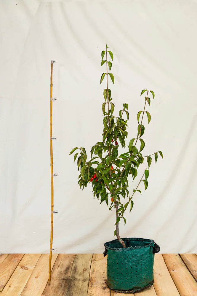 Drieň Shan airpot arbotaška strom