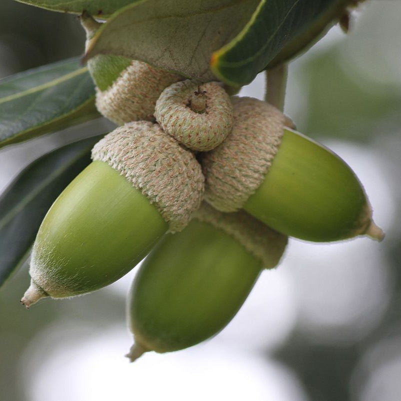 Dub cezmínový detail listnatý strom