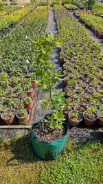 dub letný quercus robur airpot 	
LSDLETHNAP24