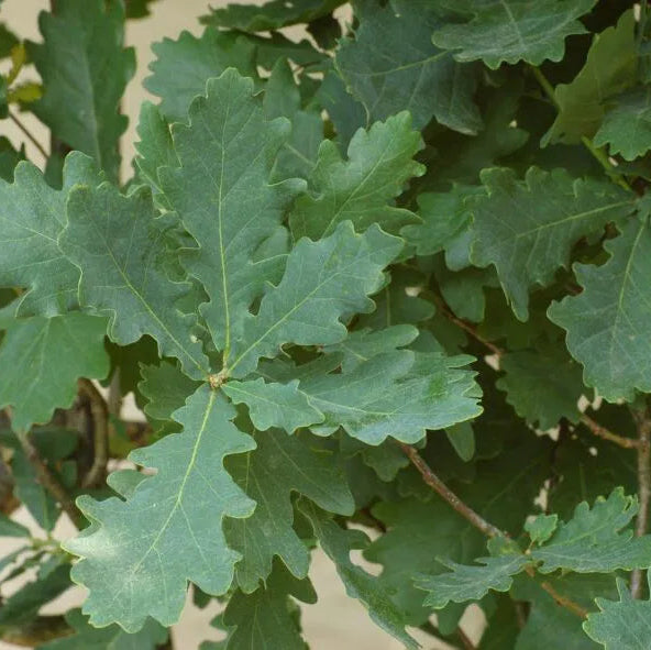 Dub letný Fastigiata detail listy strom