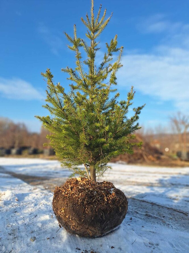 duglaska tisolistá strom s balom psedutsuga menziesii