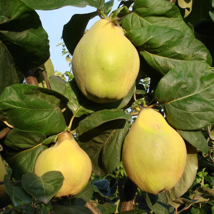 dula hrušková cydonia oblonga plody 
