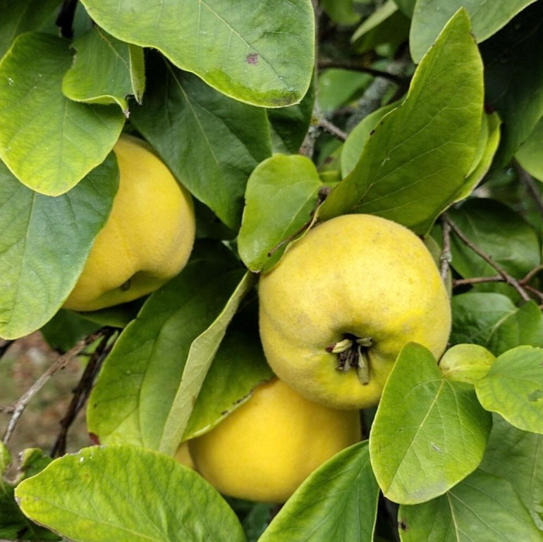 dula jablková cydonia oblonga plody