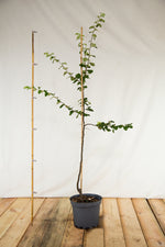 dula jablková cydonia oblonga kontajner