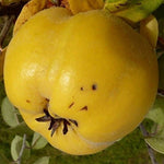 dula Konstantinopolská plod cydonia oblonga