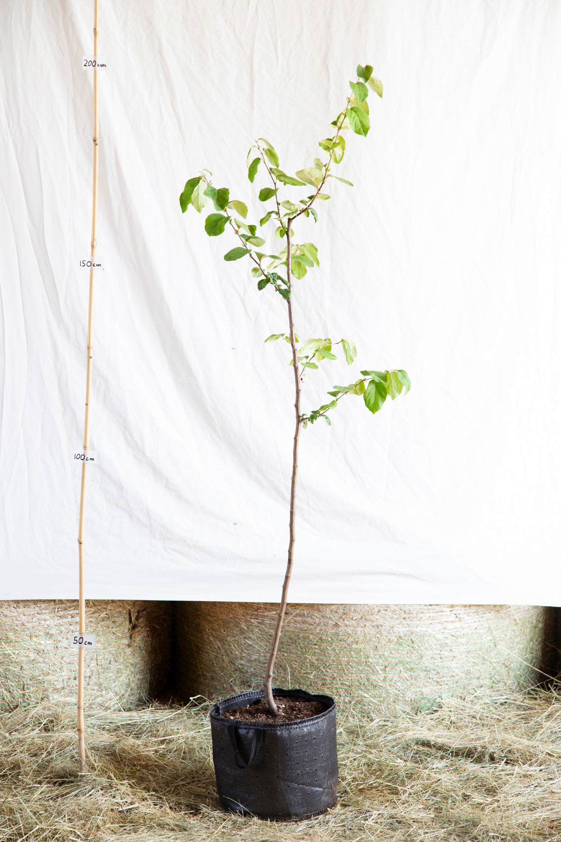 Dula Konstantinopolská airpot stromček