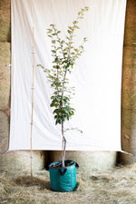dula Muškatnaja cydonia oblonga airpot