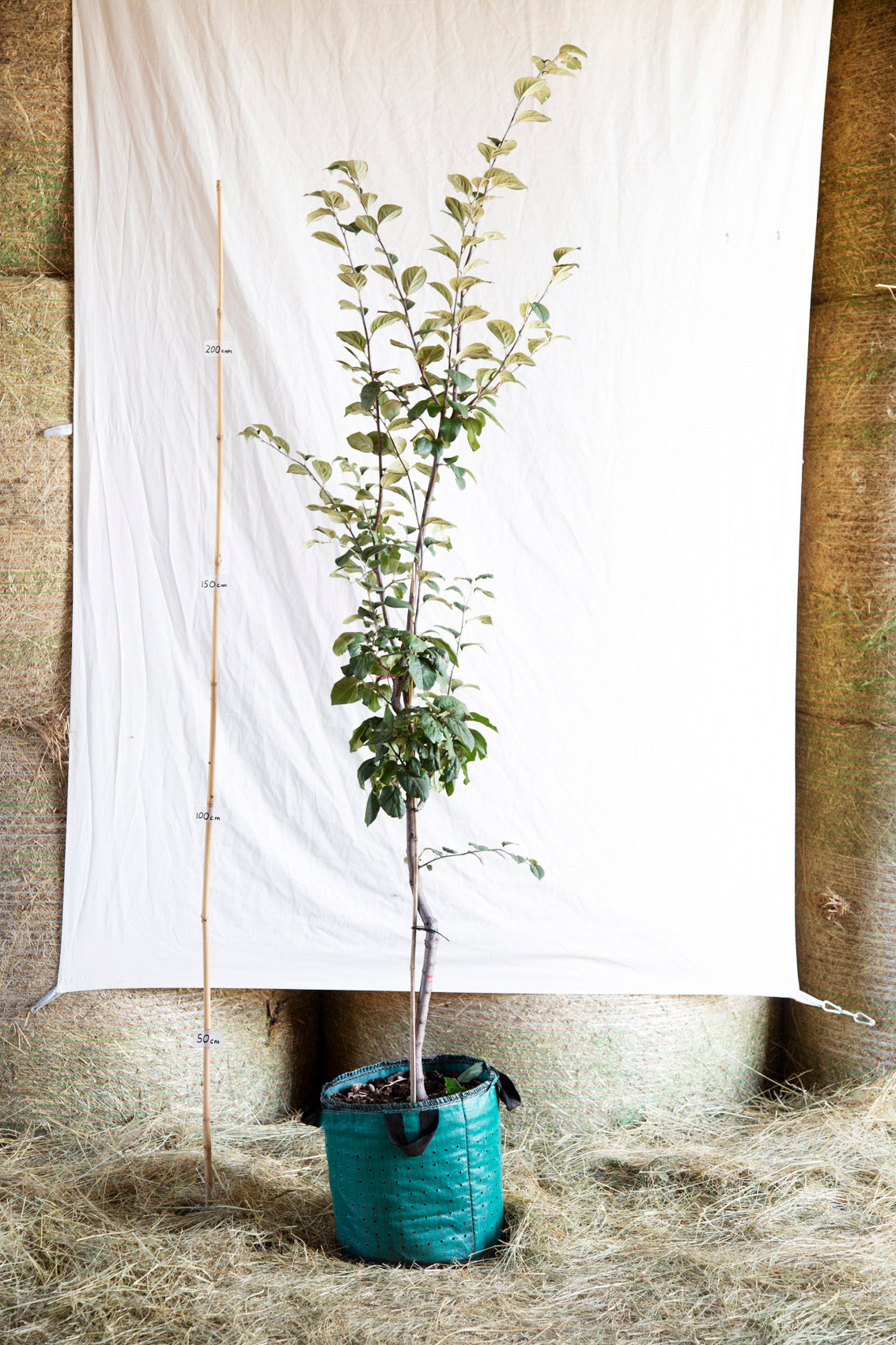 dula Muškatnaja cydonia oblonga airpot