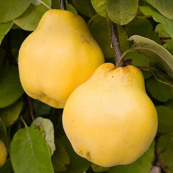 dula portugalská plody cydonia oblonga