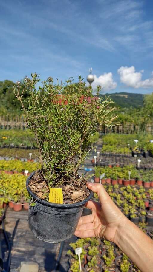 Dúška tymianová (tymián) kontajner bylinka