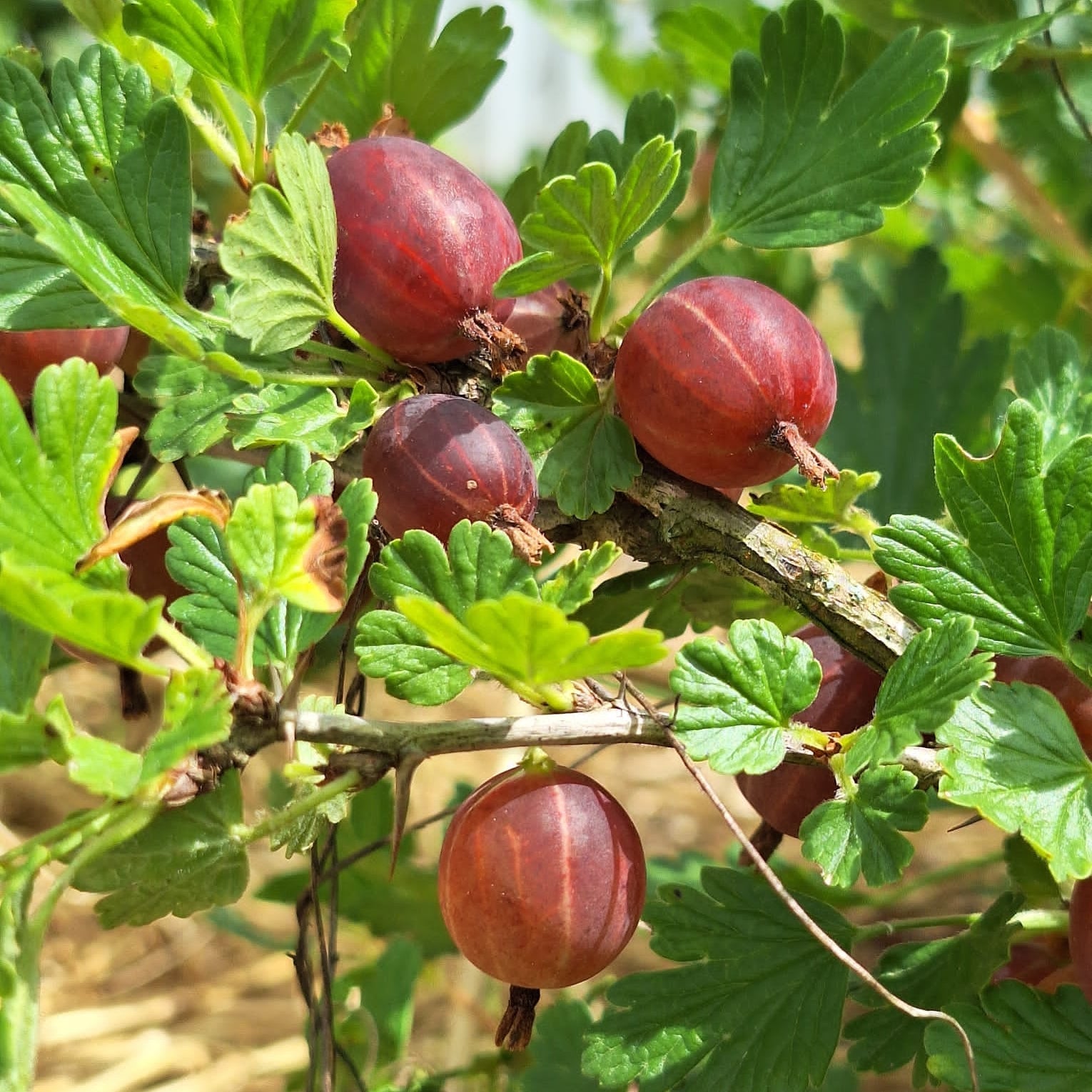 egreš hinnonmaki červený plody