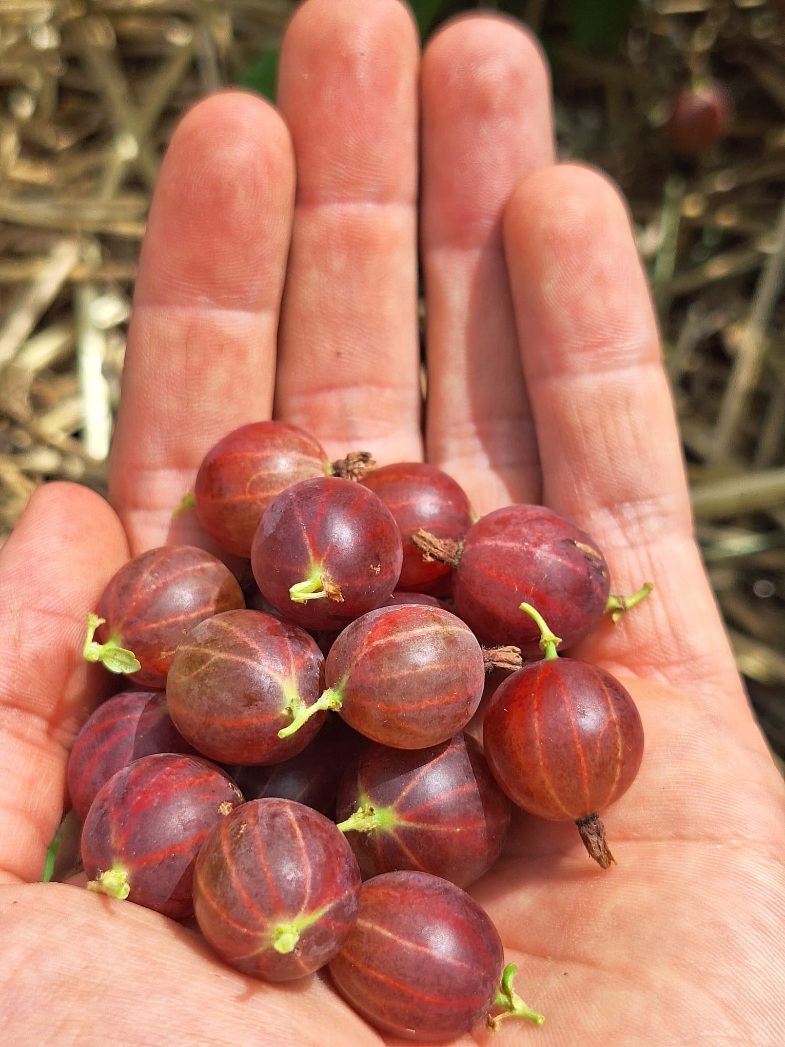 egreš hinnonmaki čevrený plody