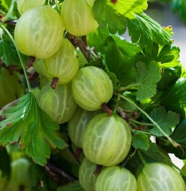 Angrešt Hinnonmäki žlutý